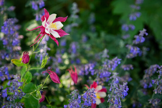 Pink and white Columbine flowers (Aquilegia) growing next to purple wildflowers in the forest in Winter Park; Colorado, United States of America
