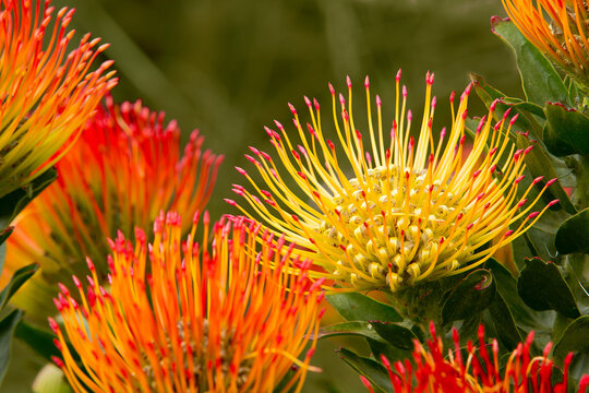 Close up of orange, and yellow with pink tips, pin cushion proteas (Leucospermum); Upcountry Maui, Maui, Hawaii, United States of America