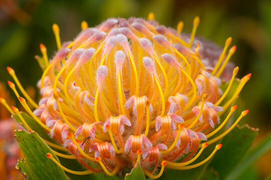 Close up of a yellow with pink tips, pin cushion protea (Leucospermum); Upcountry Maui, Maui, Hawaii, United States of America