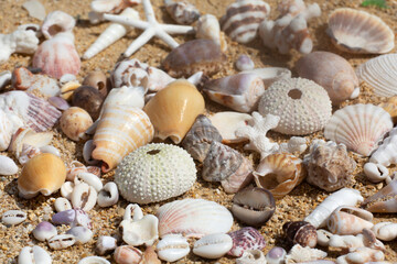 Close-up of a collection of sea shells on the beach; Maui, Hawaii, United States of America