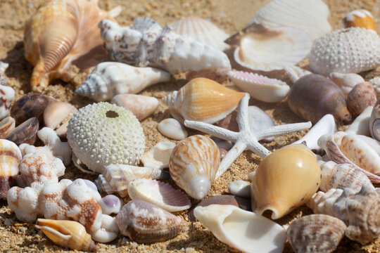 Close-up of a collection of sea shells on the beach; Maui, Hawaii, United States of America