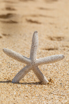 Close-up of a dried starfish placed upright in the sand on a beach in Maui; Maui, Hawaii, United States of America