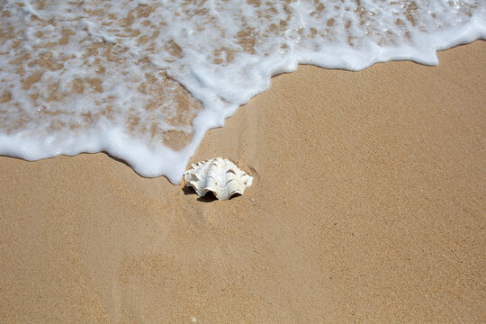 White, scallop shell on the sandy beach next to the foamy, ocean surf; Maui, Hawaii, United States of America