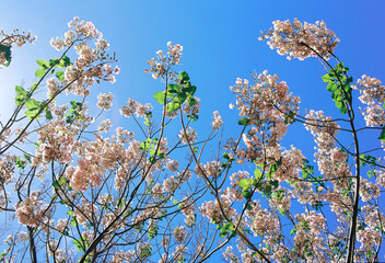 Paulownia tree branches with large pink flowers against the blue sky