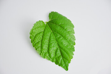 Mulberry leaves isolated from the white background