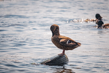 Ducks on the embankment in Denpr, near the river