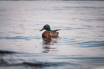 Ducks on the embankment in Denpr, near the river