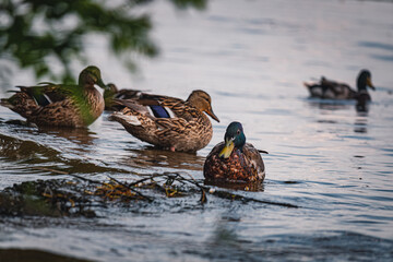Ducks on the embankment in Denpr, near the river