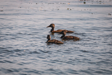 Ducks on the embankment in Denpr, near the river