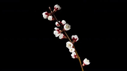 Apricot Flower on a Spring Tree Branch Blossoming in Time Lapse on a Black Background. Spring Flowers Opening in Timelapse. Blooming Backdrop