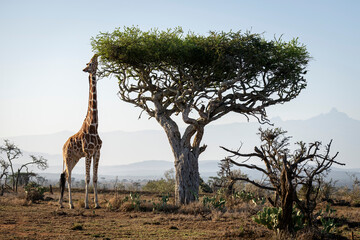 Reticulated giraffe (Giraffa reticulata) stands on the savannah browsing an acacia tree near Mount Kenya; Laikipia, Kenya