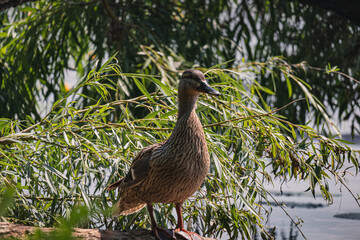 Ducks on the embankment in Denpr, near the river