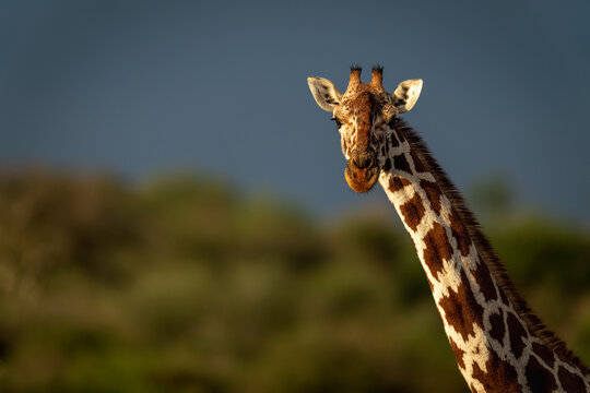 Close-up portrait of the head and neck of a reticulated giraffe (Giraffa reticulata) in warm light; Segera, Laikipia, Kenya