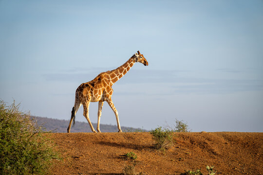Reticulated giraffe (Giraffa reticulata) crossing an earth dam on the horizon against a blue sky; Laikipia, Kenya