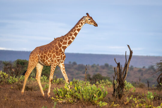 Reticulated giraffe (Giraffa reticulata) crossing the savannah against a blue sky with golden light; Segera, Laikipia, Kenya