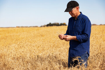 Farmer inspecting a head of wheat while standing in a fully ripened grain field during the fall harvest; Alcomdale, Alberta, Canada