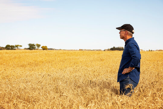Side view of a farmer standing in a fully ripened grain field during the fall harvest; Alcomdale, Alberta, Canada