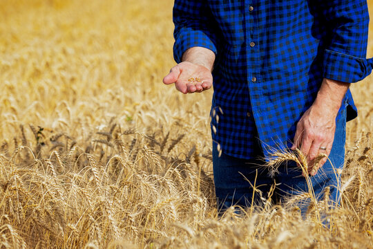 Farmer inspecting kernels of wheat while standing in a wheat field during harvest; Alcomdale, Alberta, Canada