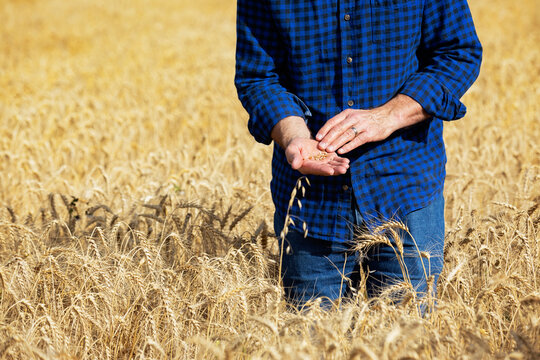 Farmer looking at kernels of wheat while standing in a wheat field during harvest; Alcomdale, Alberta, Canada