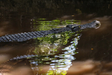Close up head crocodile is show body in river
