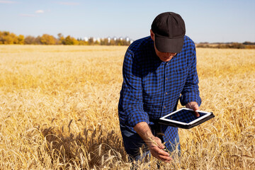 Farmer using a tablet to manage his harvest while standing in a fully ripened grain field and checking on the status of the wheat heads; Alcomdale, Alberta, Canada
