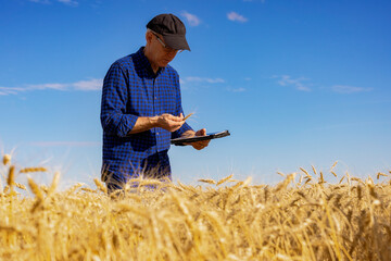 Farmer using a tablet to manage his harvest while standing in a fully ripened grain field and checking on the status of the wheat heads; Alcomdale, Alberta, Canada