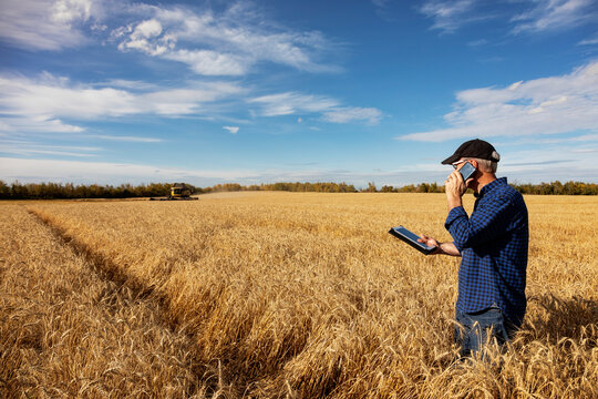 Farmer using a tablet to manage his harvest and talking on his cell phone while standing in a fully ripened grain field; Alcomdale, Alberta, Canada