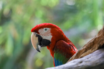 Close up head the red macaw parrot bird in garden