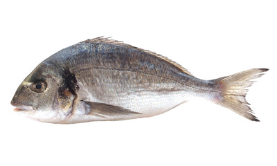 Fish Dorado isolated 