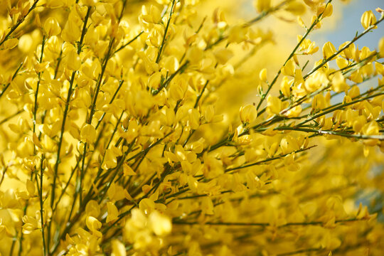 Ginsterstrauch w&auml;hrend der Bl&uuml;te	