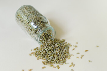 Raw freekeh or firik is poured from a glass jar on a light background. Concept of healthy food....