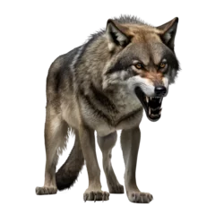 Foto auf Alu-Dibond Wild wolf isolated on transparent background © purich