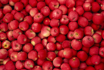 Abundance of fresh picked apples; Gilberstville, New York, United States of America