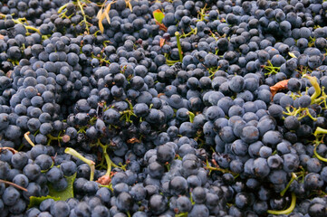 Piles of grapes harvested in the South of France; France