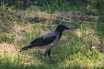 Birds on the embankment in Denpr, near the river