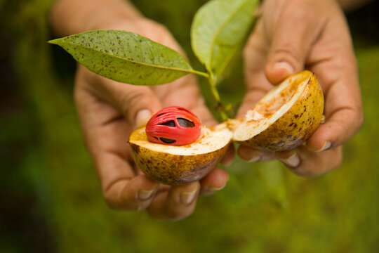Fresh nutmeg grown on a farm in Kerala, India; Kerala, India
