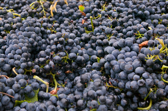 Piles of grapes harvested in the South of France; France
