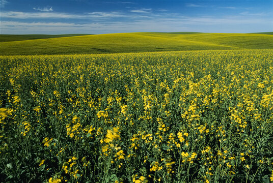 Sweeping view of mustard fields in Idaho, USA; Idaho, United States of America