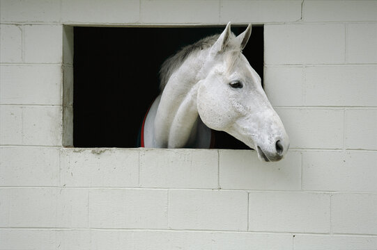 White horse sticks his head out of a window in a cinderblock stable; Middleton Place, South Carolina, United States of America
