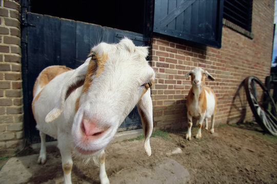 With head cocked, a goat peers curiously at the camera; Middleton Place, South Carolina, United States of America