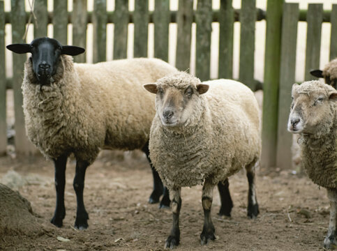 Domestic sheep in a pen; Middleton Place, South Carolina, United States of America