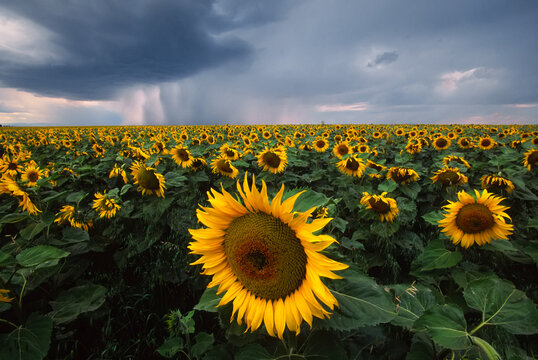 Field of sunflowers under a dark and stormy cloud-filled sky; Denton, Montana, United States of America