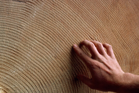 Man's hand traces the rings of an very large, old tree; Anchorage, Alaska, United States of America
