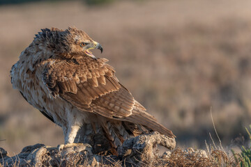 aigle de bonelli