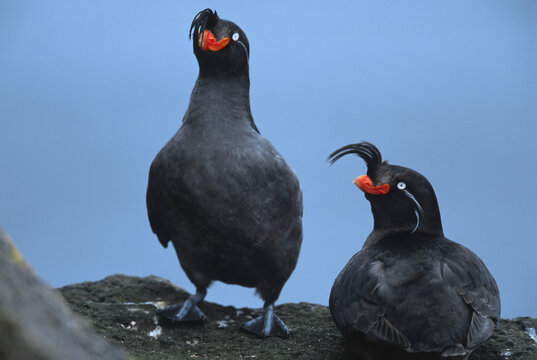 Pair of Crested auklets (Aethia cristatella); Pribilof Islands, Aleutian Islands, Alaska, United States of America
