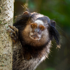 Black-pencilled marmoset (Callithrix penicillata)