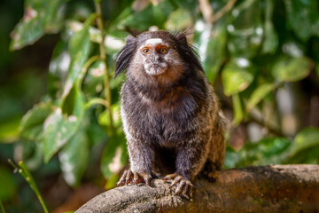 Black-pencilled marmoset (Callithrix penicillata)