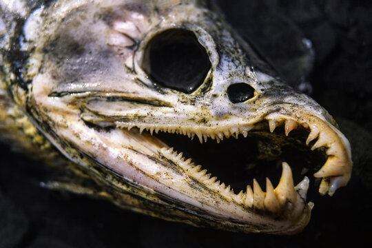 Salmon skull; Alaska, United States of America