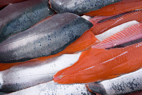 Close-up of fresh Silver Salmon filets (Oncorhynchus kisutch) caught in Glacier Bay, Gustavus, Alaska, USA; Gustavus, Alaska, United States of America