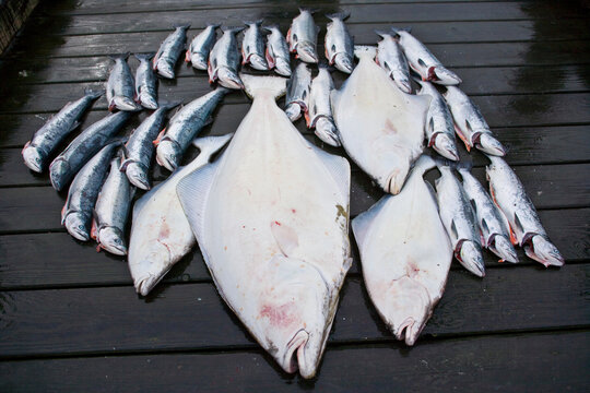 Silver Salmon and Halibut fresh caught and lying displayed on a dock in Glacier Bay, Gustavus, Alaska, USA; Gustavus, Alaska, United States of America